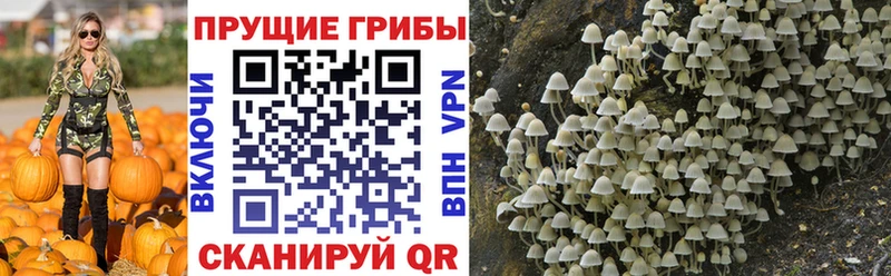 Псилоцибиновые грибы Magic Shrooms  Долгопрудный 